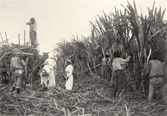 Pointe-à-Pitre. Sugar cane cutters