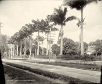 Port of Spain. Royal palms
